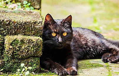 《黑色沙漠》开发商成立新美术中心 加速开发新作